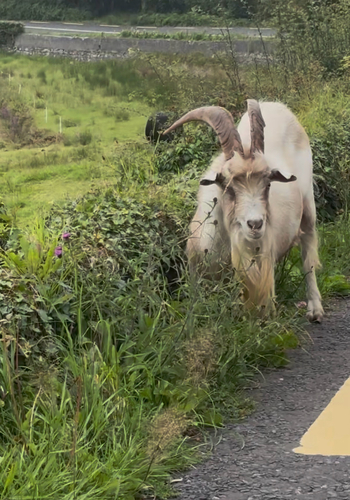 Domestic Goat