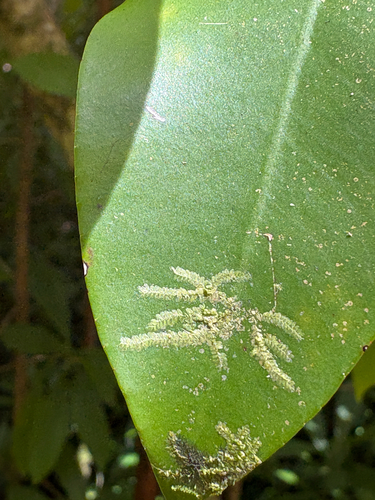 Cololejeunea planissima observed 2026-08-02