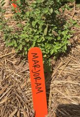 Origanum majorana