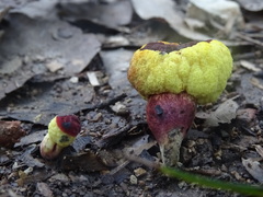 Gymnogaster boletoides