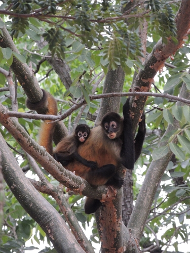 Central American Spider Monkey