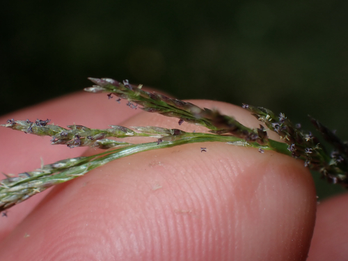 Sporobolus elongatus observed 2026-08-03