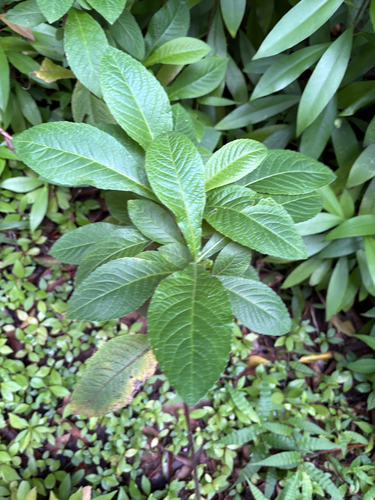 Elephantopus mollis observed 2026-08-02