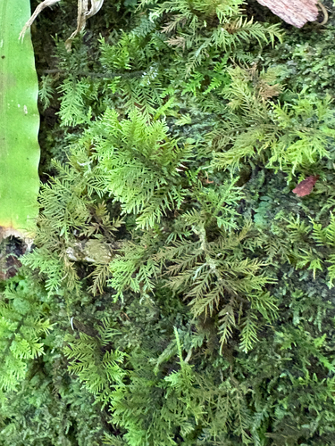 Thuidium cymbifolium, 2026-08-02