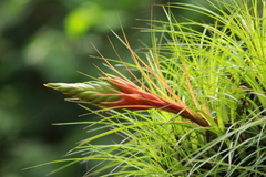 Tillandsia punctulata