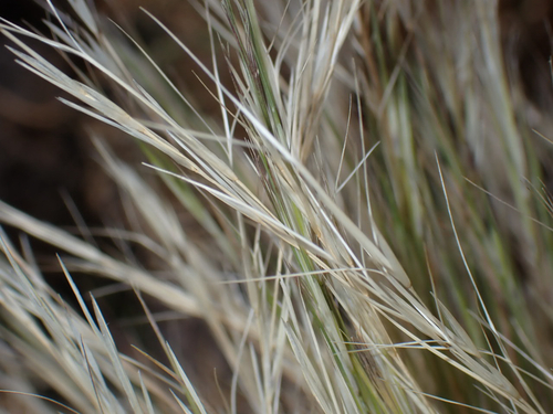 Aristida adscensionis, 2026-08-03