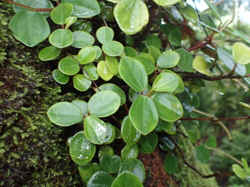 Peperomia latifolia observed 2026-08-03