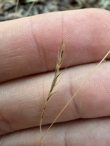 Enteropogon unispiceus observed 2026-07-30