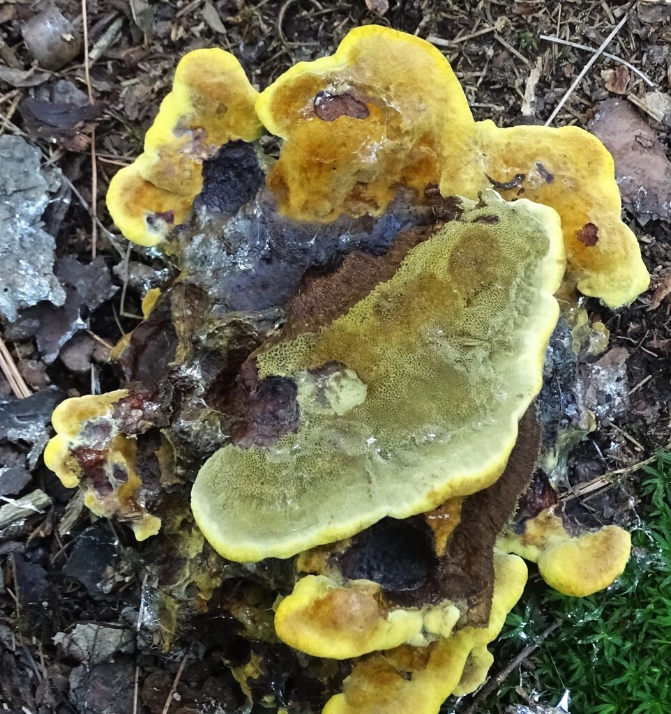 Phaeolus hispidoides · August 2026 · photo: Photo: (c) Shirley Zundell, some rights reserved (CC BY) · iNaturalist