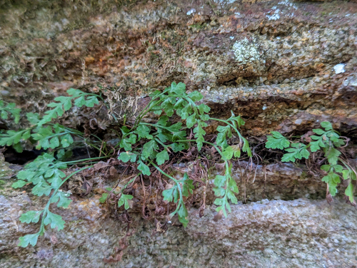 Asplenium montanum, photograph 6