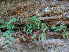 Asplenium montanum, photograph (c) Tom Field, some rights reserved (CC BY)