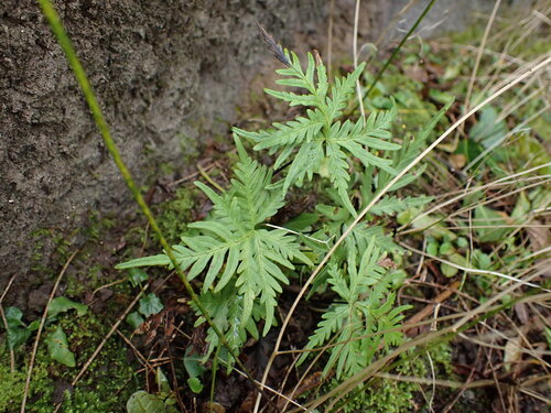 Doryopteris decipiens observed 2026-08-03