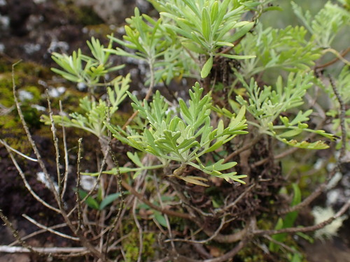 Artemisia australis observed 2026-08-03