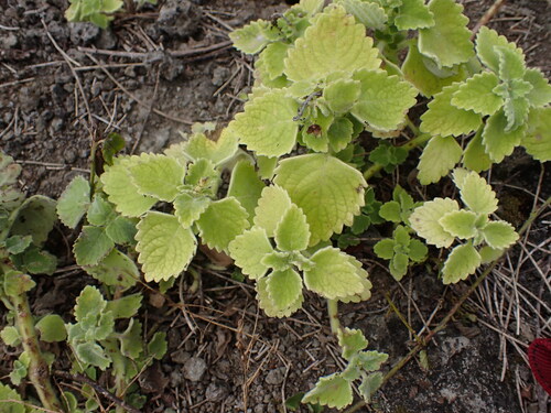Coleus, 2026-08-03