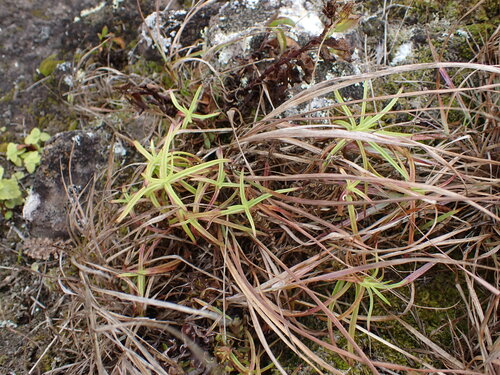 Schiedea observed 2026-08-03