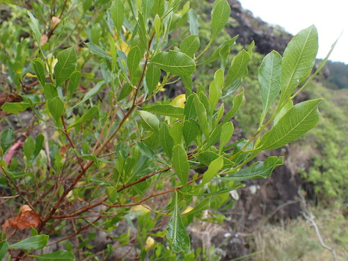 Dodonaea viscosa observed 2026-08-03