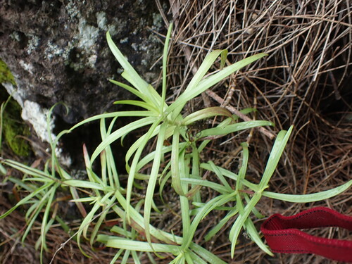 Schiedea observed 2026-08-03