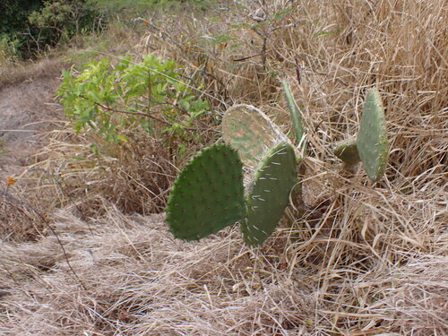 Opuntia ficus-indica observed 2026-08-03
