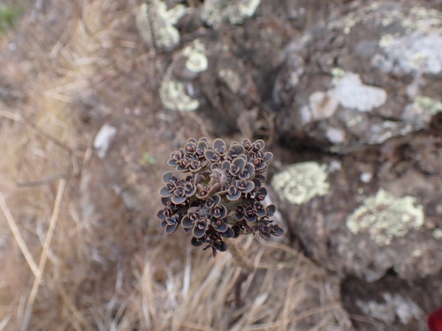 Kalanchoe delagoensis observed 2026-08-03