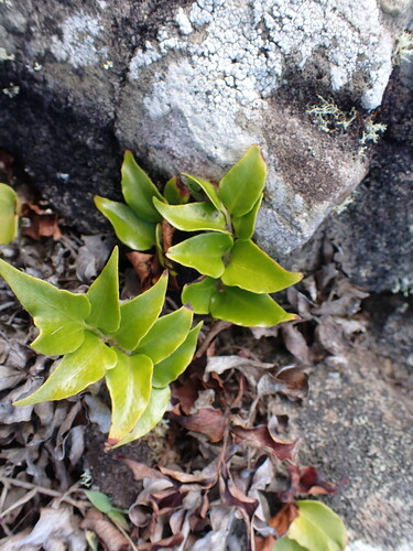Cyrtomium falcatum observed 2026-08-03