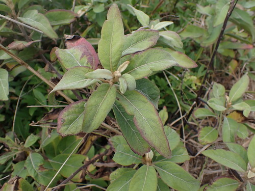 Pluchea carolinensis observed 2026-08-03