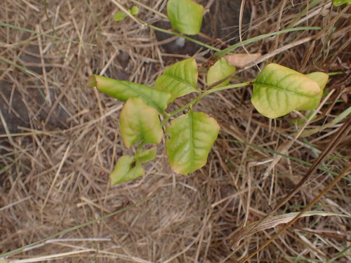 Plumbago zeylanica observed 2026-08-03
