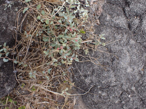 Atriplex, 2026-08-03