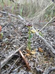 Caulanthus californicus