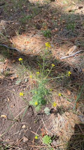 Descurainia pinnata observed 2026-07-30
