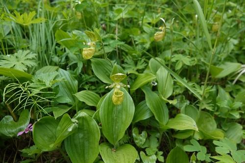 Cypripedium yatabeanum