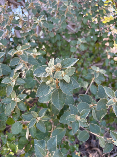Olearia tomentosa, photograph 2