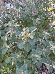 (c) Bryce Watts-Parker, some rights reserved (CC BY) Olearia tomentosa, photograph (c) Bryce Watts-Parker, some rights reserved (CC BY)