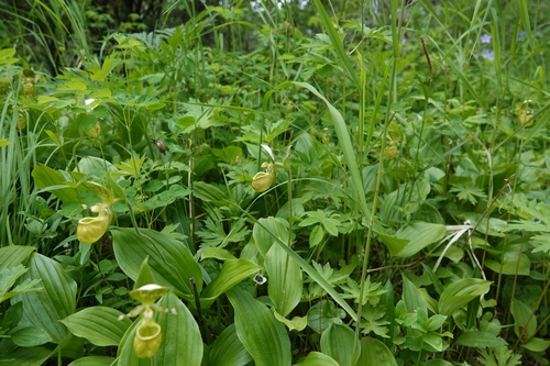 Cypripedium yatabeanum, photograph 1