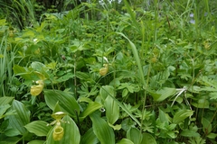 (c) Валерия Ковалева, some rights reserved (CC BY) Cypripedium yatabeanum, photograph (c) Валерия Ковалева, some rights reserved (CC BY)