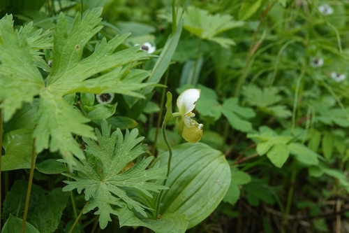 Cypripedium yatabeanum, photograph 2