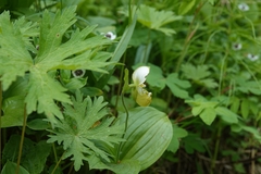 (c) Валерия Ковалева, some rights reserved (CC BY) Cypripedium yatabeanum, photograph (c) Валерия Ковалева, some rights reserved (CC BY)