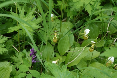 Cypripedium yatabeanum, photograph 3