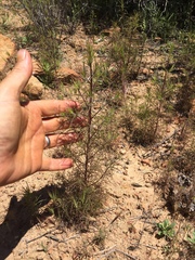 Cordylanthus rigidus