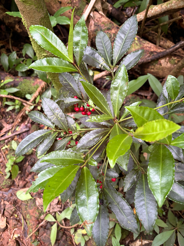 Ardisia crenata observed 2026-08-02
