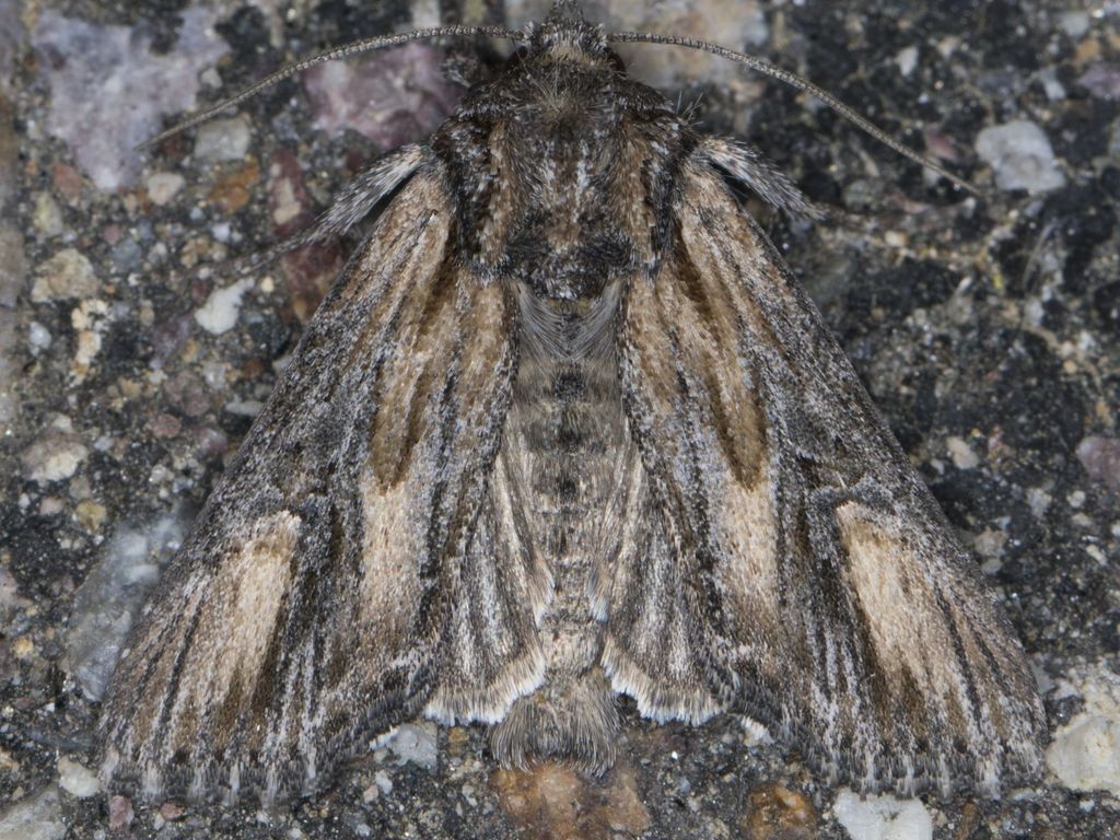 Aseptis susquesa