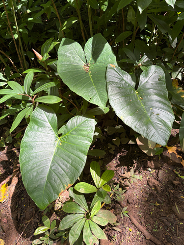 Xanthosoma robustum, 2026-08-02