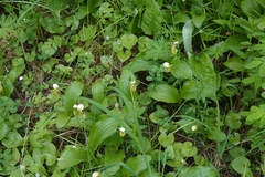(c) Валерия Ковалева, some rights reserved (CC BY) Cypripedium yatabeanum, photograph (c) Валерия Ковалева, some rights reserved (CC BY)
