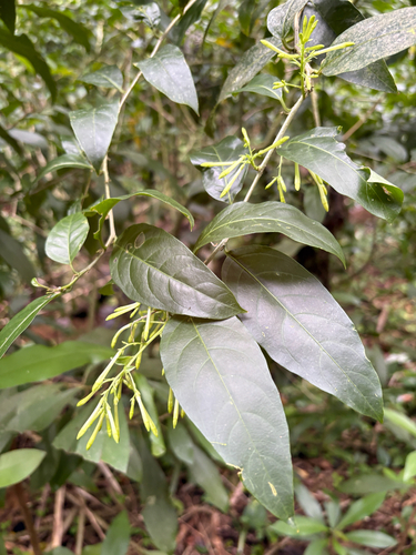 Cestrum, 2026-08-02