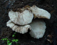 Crepidotus fuscovelutinus image