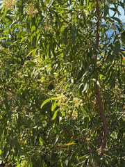 Acacia implexa, photograph (c) Bryce Watts-Parker, some rights reserved (CC BY)