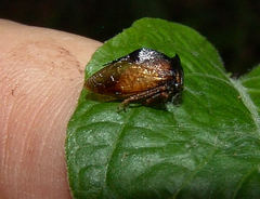 Stictocephala stimulea