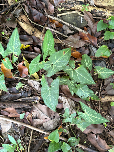 Syngonium podophyllum observed 2026-08-02