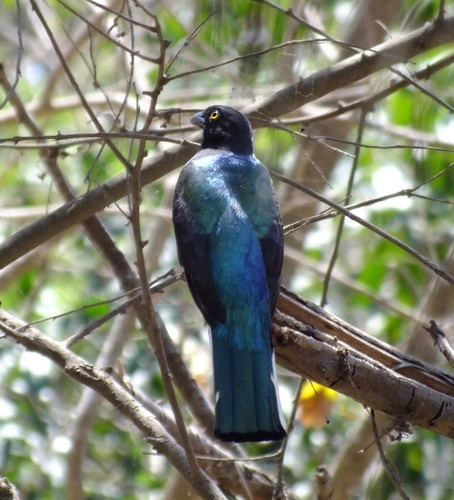 Citreoline Trogon