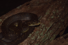 Malayopython timoriensis