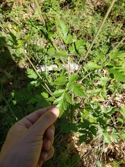 Osmorhiza occidentalis